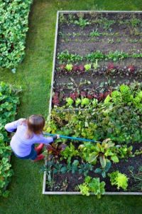 Gardening with Limitations Image